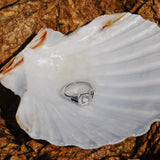 Strombus